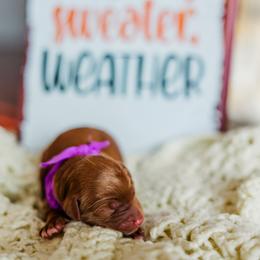 Ember - Apricot female Goldendoodle puppy in Ludington, Michigan from WestShoreDoodles