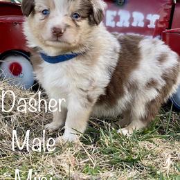 Miniature Australian Shepherd and Toy Australian Shepherd Puppies from HighEnd Aussies