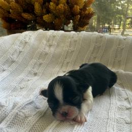 Adeline - Black and white female Shih Tzu puppy in Montgomery, Texas from Furbourne Farm