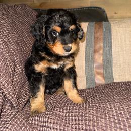 Rocky - male Golden Mountain Doodle puppy in Jim Falls, Wisconsin from Pup Paw-fection