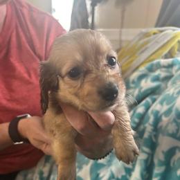 Lucah-3 - Cream male Dachshund puppy in Nashville, Georgia from Riverside Dachshund