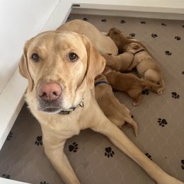 Labrador Retriever Puppies from Sun Ridge Labradors