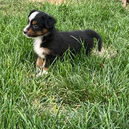 Tinker bell - Black tri female Miniature Australian Shepherd puppy in Denair, California from CenCal Mini Aussies