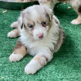Nessie - Red merle female Australian Shepherd puppy in Putnam County, New York from Highland Haven Australian Shepherds