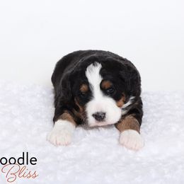 Bernedoodle Puppies from Bernedoodle Bliss