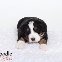 Bernedoodle Puppies from Bernedoodle Bliss
