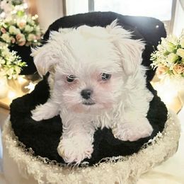 Happy - White female Maltese puppy in Mooresville, North Carolina from Clearview Canines
