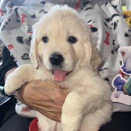 Everest - Light golden female Golden Retriever puppy in Scottsdale, Arizona from Barking Buckeyes