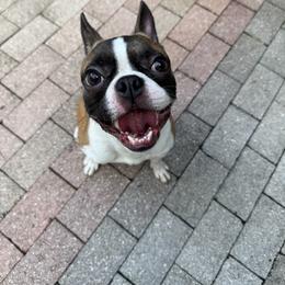 Binx - Fawn male Boston Terrier puppy in Jupiter, Florida from CJM Boston and Boxer Puppies