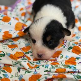 Harvest - Black and tan male American Corgi puppy in Graham, Texas from Wild West Corgis