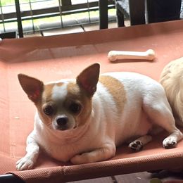 Chihuahuas from Golden Triangle Chihuahuas