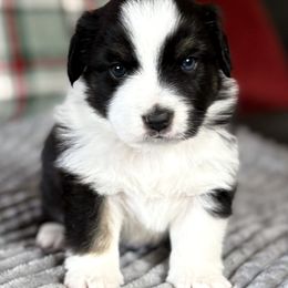 Luke - Black tri male Miniature Australian Shepherd puppy in Stockton, Missouri from Kizmit Farmz