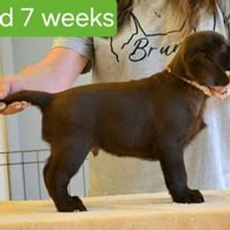 Boy 2 - male Labrador Retriever puppy in Olivehust, California from Dogwood Labradors