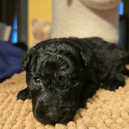 Szomoru Fuz Lake Effect Nova - Black female Mudi puppy in Bolingbrook, Illinois from Szomorú Füz Mudi Kennel/Weeping Willow Mudi Kennel