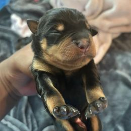 Rottweilers from Chriskennels
