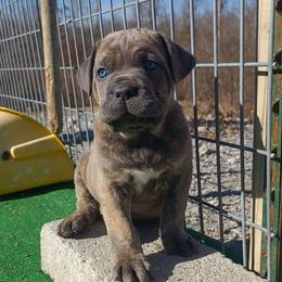 Aldo - Gray brindle male Cane Corso puppy in Nashville, Tennessee from Prestigious K9