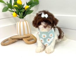 Bernedoodles, Cavapoos, Goldendoodles, Maltipoos, Pomeranians, and Shihpoos from Petite Posh Puppies