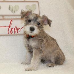 Miniature Schnauzer Puppies from Schnauzers on Robinson Lane