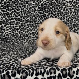 Sarah - Piebald female Dachshund puppy in Poteau, Oklahoma from Sisters Dazzling Dachshunds