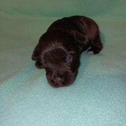 Juels - Liver female Miniature Schnauzer puppy in Midland, Texas from Shebbies Puppy Palace
