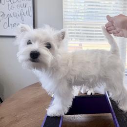 West Highland White Terrier Puppies from SunPeak West Highland White Terriers