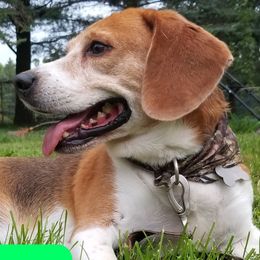 Skip - Beagle