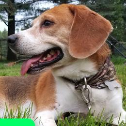 Skip - Beagle