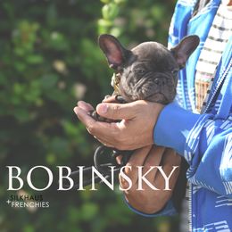 Bobinsky - Brindle male French Bulldog puppy in San Antonio, Texas from Silkhaus+Frenchies LLC