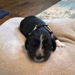 Blitzen - Black white and tan male English Springer Spaniel puppy in Mooresville, North Carolina from Third Creek Springers