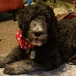 Old English Sheepdogs and Sheepadoodles from Greta’s Sheepadoodles
