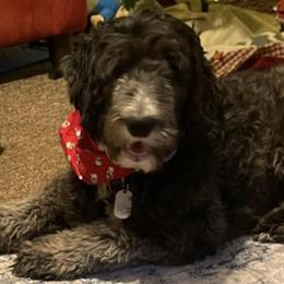 Old English Sheepdogs and Sheepadoodles from Greta’s Sheepadoodles