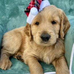 Fluffernutter - Merle male Goldendoodle puppy in De Bary, Florida from Lena’s “Christmas Cookies”