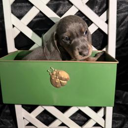 Dasher AKC - Blue and tan male Dachshund puppy in Erie, Michigan from Champagne’s Grinch Toe’d Dachshunds