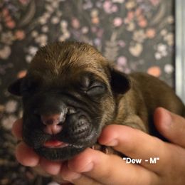 DEW - Fawn male Cane Corso puppy in St. Augustine, Florida from RG2 Cane Corsos