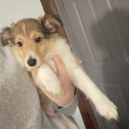 Cowboy - Sable and white male Shetland Sheepdog puppy in Canton, Texas from 2kg Shelties