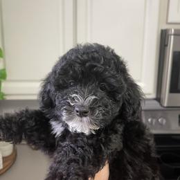 Schnoodle Puppies from DM Schnoodles
