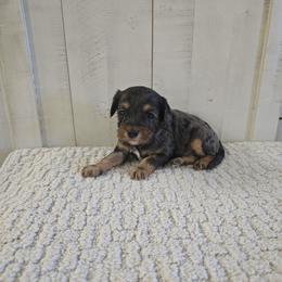 Gunnar - Merle male Cavapoo puppy in Floyd, Virginia from Hearts and Paws Poodles and Doodles