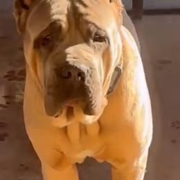 Daddy - Cane Corso