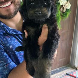 Calamity - Phantom female Bernedoodle puppy in Thornville, Ohio from Four Front Doodles & Friends