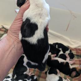 Trumpet - Black white and brown male Basset Hound puppy in Clio, Michigan from Nancy's Basset Hounds