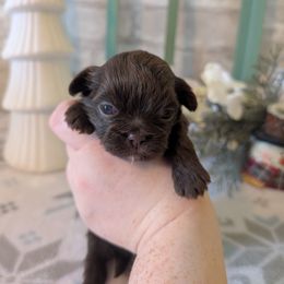 Chocolate female - Chocolate female Shih Tzu puppy in Poultney, Vermont from Morgan's Shih Tzus