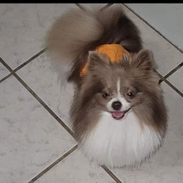 Tator tot - Pomeranian