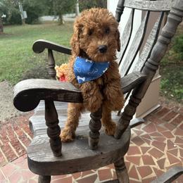 Aldo - Red  male Goldendoodle puppy in Mint Hill, North Carolina from DoodleForever