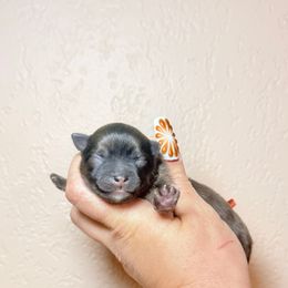 Reggie - Orange sable male Pomeranian puppy in Phoenix, Arizona from Luxpomz