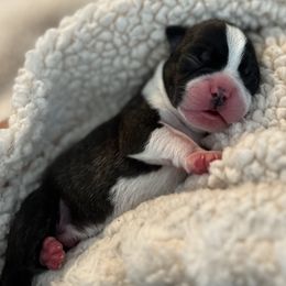 Boston Terrier Puppies from Rhonda Binkard