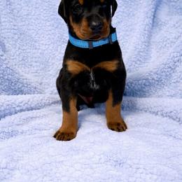 Boy Blue Collar - Black and rust male Doberman Pinscher puppy in Centralia, Missouri from TopSpots Farm