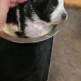 Finnick - Black parti male Pomeranian puppy in Chattanooga, Tennessee from Valley Poms