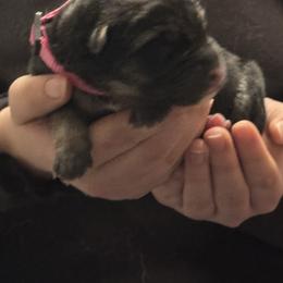 Bright pink - Black and tan female German Shepherd puppy in Falcon, Missouri from K2D2 Farm
