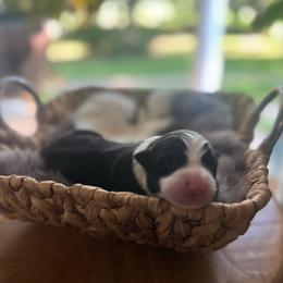 B and W girl 1 - Black and white female Border Collie puppy in Jonesboro, Arkansas from Hampton Border Collies