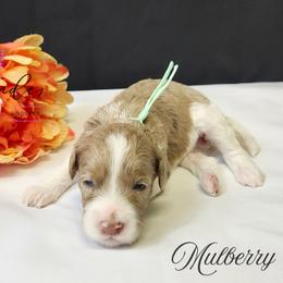 Mulberry - Merle female Cockapoo puppy in Mancelona, Michigan from Lavender poodles & doodles
